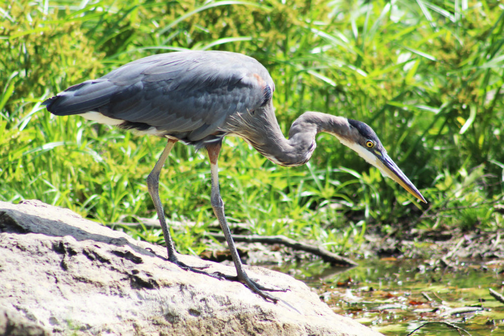 Great blue heron